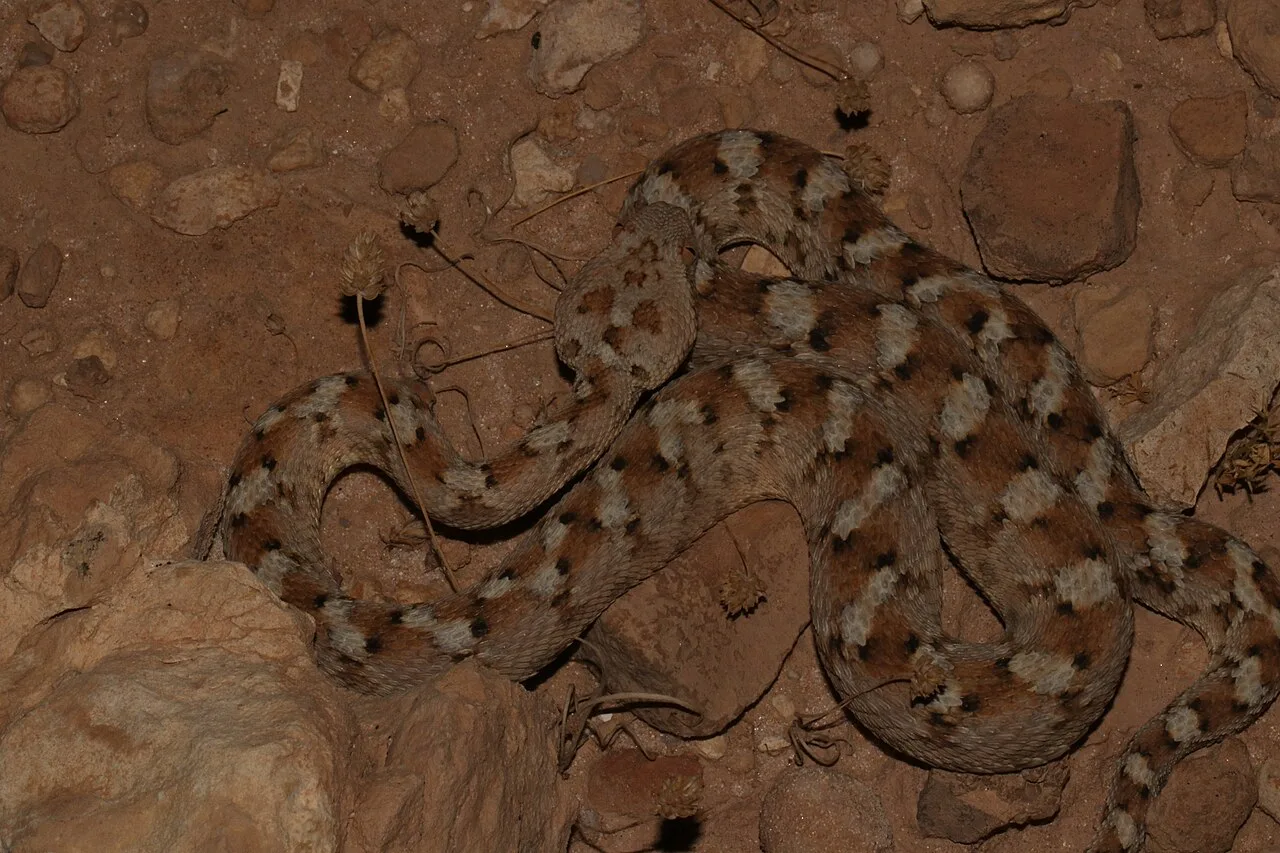 Huraymila — Riyadh Region