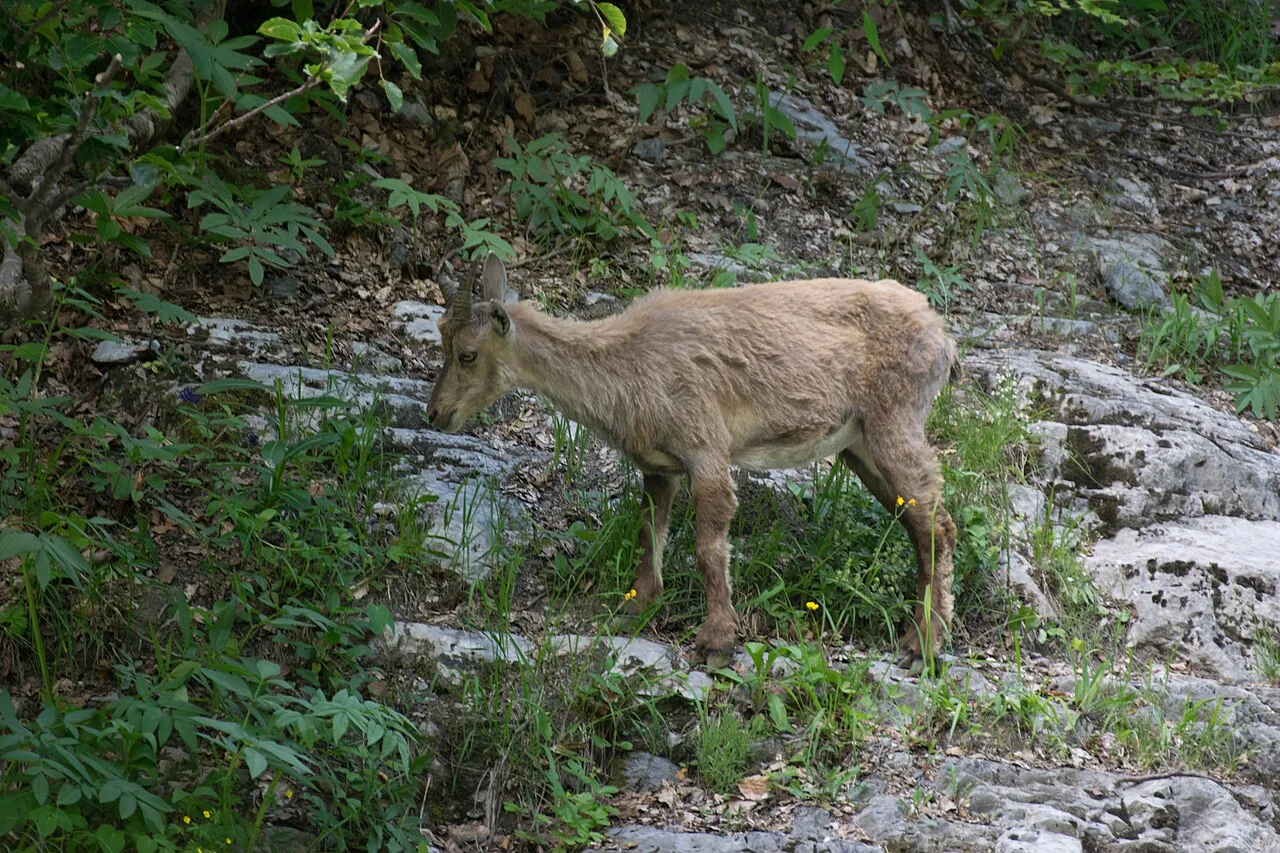 Ibex Reserve — Riyadh Region