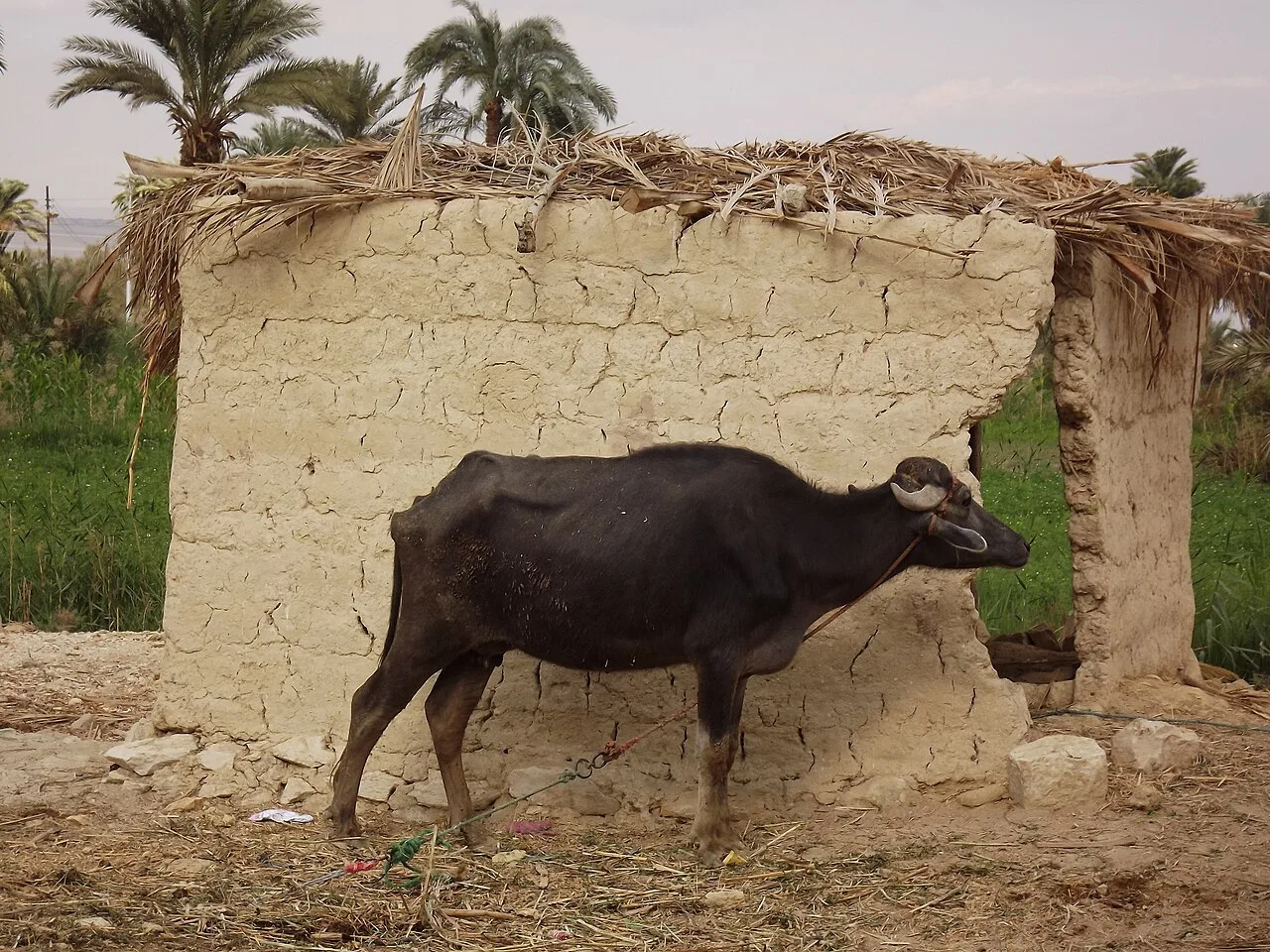 Tunis Village — Fayoum